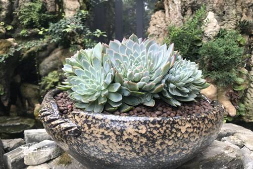 紫罗兰女王的繁殖方法，请叫她超级妈妈