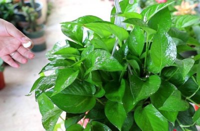 小绿萝养护方法和注意事项