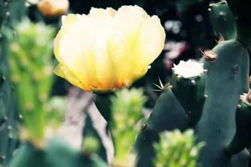 仙人掌图片 仙人掌虽刺犹人爱，不与其他同