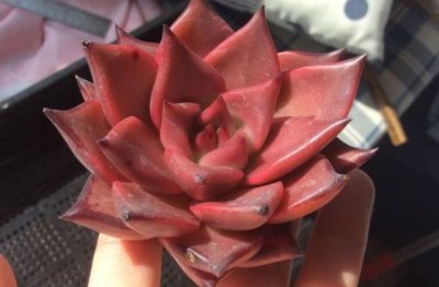 多肉植物怎么养出状态