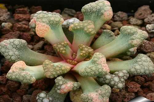 天女属多肉有哪些？女人与花是世间最美的事物