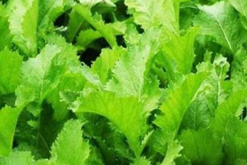 雪菜怎么吃更健康，新鲜的雪菜能直接炒吗