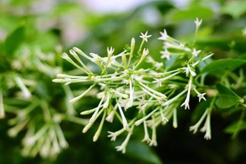 夜香花的食用禁忌，夜香花的作用与功效介绍