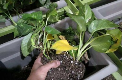 绿萝烂根是什么原因 绿萝烂根怎么补救