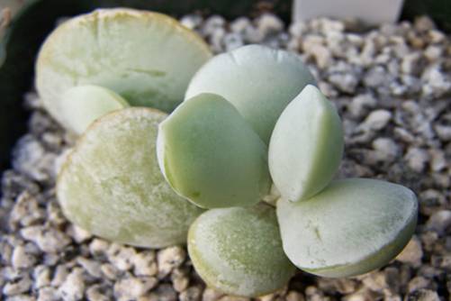 雪御所怎么养？用下面方法让你见证雪御所从小苗到老桩