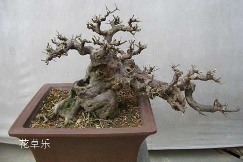 都说雀梅易活难养,其实雀梅盆景养护中浇水是关键