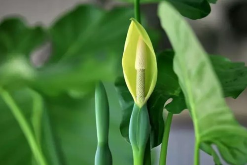 滴水观音叶子出现黄斑和处理方法，滴水观音叶子发黄试试这些小妙招