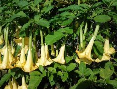 曼陀罗花语大全：绿色曼陀罗花的花语