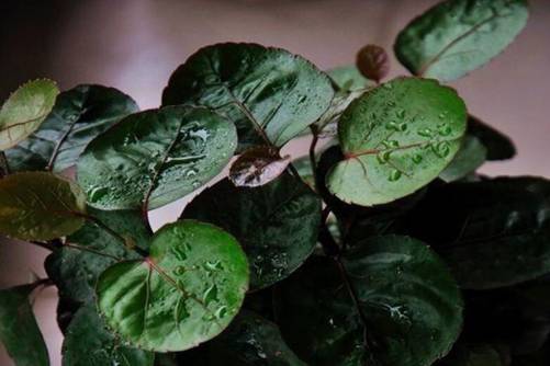 金钱兜有毒吗？呆萌可爱的金钱兜可以养卧室吗