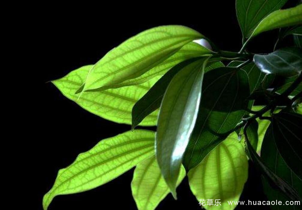 平安树怎么养？平安树的养殖方法介绍