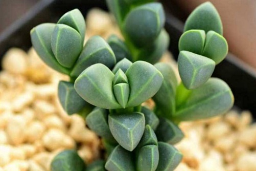 鹿角海棠养殖方法,没想到爆盆的鹿角海棠竟然这么美