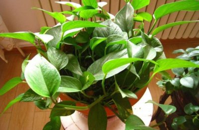 室内绿萝老是黄叶怎么办