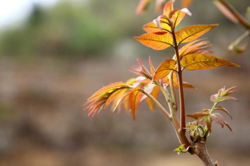 香椿树怎么种植，香椿又有什么营养价值呢？