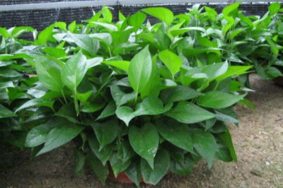 绿萝怎么养才能更旺盛？