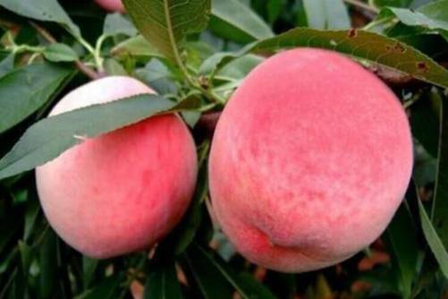 桃子图片， 桃花四散飞 桃子压枝垂