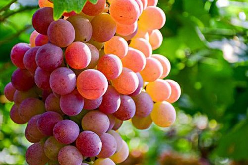 红提子的功效与作用，提子好吃但这4类人不能吃你知道吗