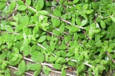 垂盆草怎么养？垂盆草的养殖方法和注意事项