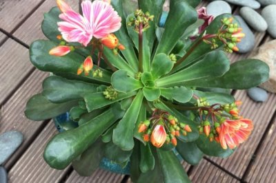 露薇花怎么养殖？露薇花的养殖方法和注意事项