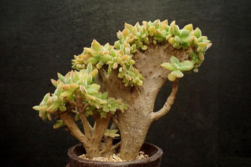 怎么让多肉缀化呢？缀化后的多肉又贵又艳丽