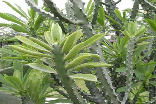 龙骨花的功效与作用，龙骨花可镇宅，还可以活络 清热润肺