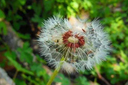 蒲公英图片，白头莫语空唯爱，来生愿做蒲公英