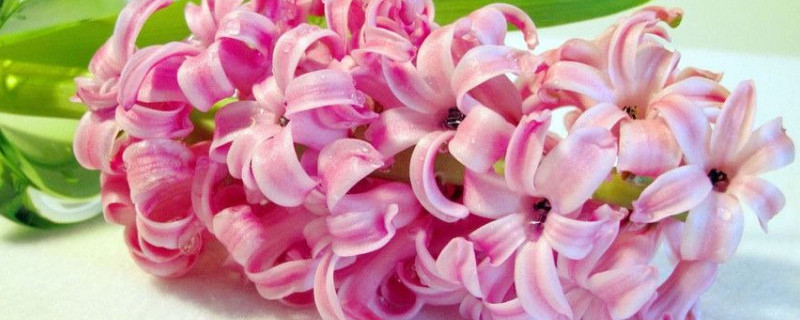 粉色风信子花语