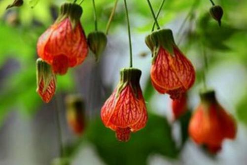 金玲花图片，金玲花 大红灯笼高高挂