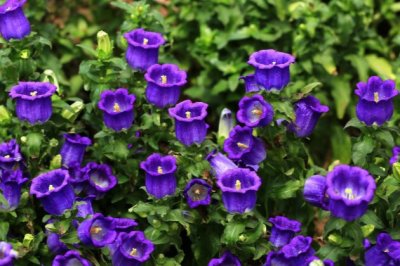 风铃草的养殖方法和注意事项