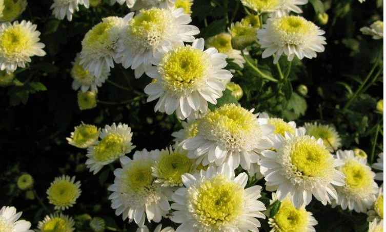 菊花花语大全：小菊花花语