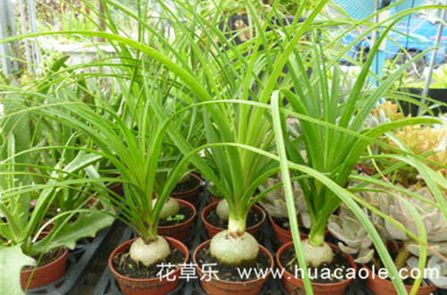 植物花语：酒瓶兰的花语以及象征意义