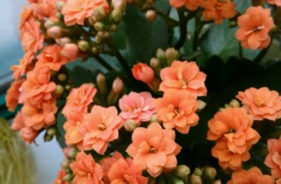 长寿花的养护方法