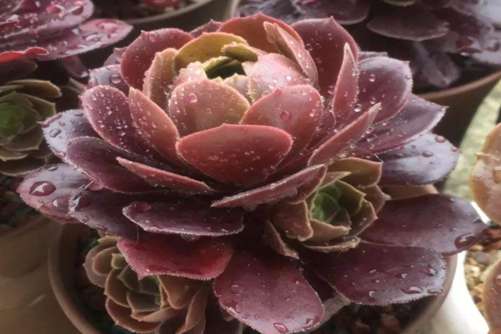 什么多肉植物长得快？适合懒人养的七款多肉植物