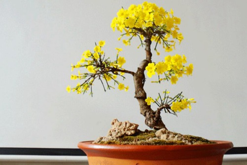 迎春花盆景制作，掌握这的几个要领花开满屋黄金