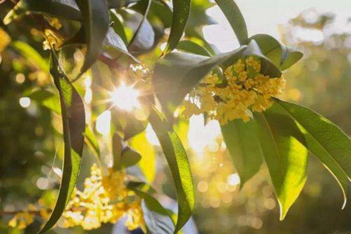 丹桂飘香是什么季节？丹桂香飘十里代表吉祥如意
