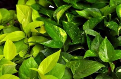 绿萝的叶子全部都黄了怎么办