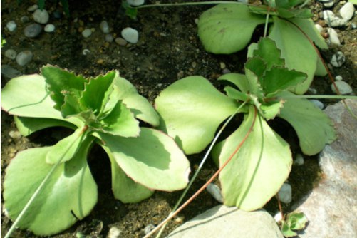 趣蝶莲养殖方法，蝶莲双飞翼，花香动人间