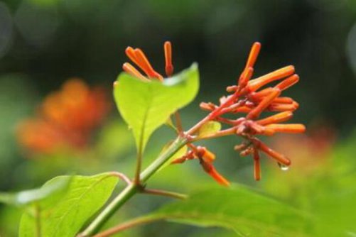 希茉莉的养殖方法，这样养殖花开大半年