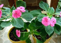 凤仙花花语大全：非洲凤仙花的花语是什么