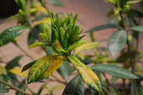 栀子花叶子发黄怎么办？不管什么原因，对症下药才是王道