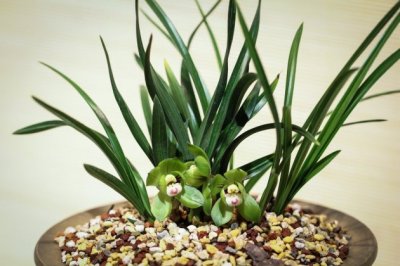 盆栽春兰的养殖方法和注意事项