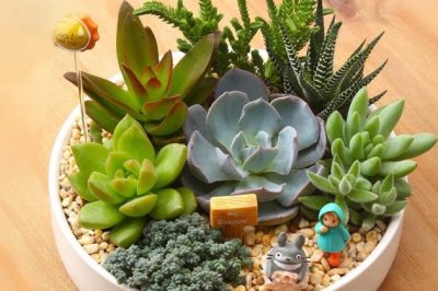 多肉植物怎么养？