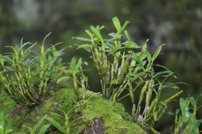 石斛的养殖方法：施肥、浇水、光照掌握技巧很重要！