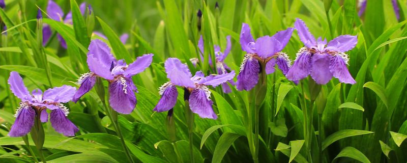 鸢尾花的花语是什么