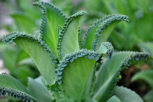 落地生根的吃法，花朵如灯笼一串串,，全株能入药