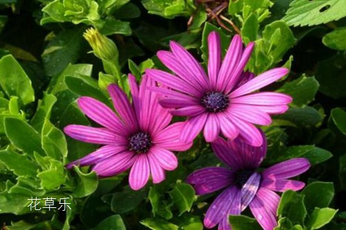 蓝目菊图片大全,蓝目菊高清图片大全