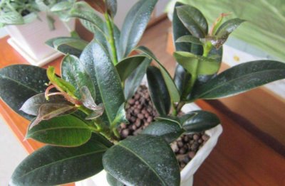 橡皮树的种植方法