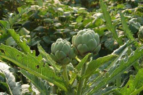 洋蓟茶的功效和作用，洋蓟茶适合什么人喝