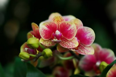 蝴蝶兰怎么养家庭养法