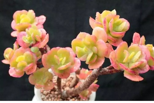 多肉红梅花养护，肉枝密集的红梅花，宛如自带仙气的仙女儿