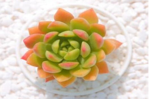 马库斯多肉怎么养？马库斯多肉养护做好这几点马上饱满、出色、轻松长满盆!